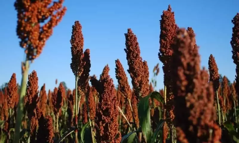 El Sorgo: Un Pilar Forrajero para la Ganadería Sostenible en Misiones