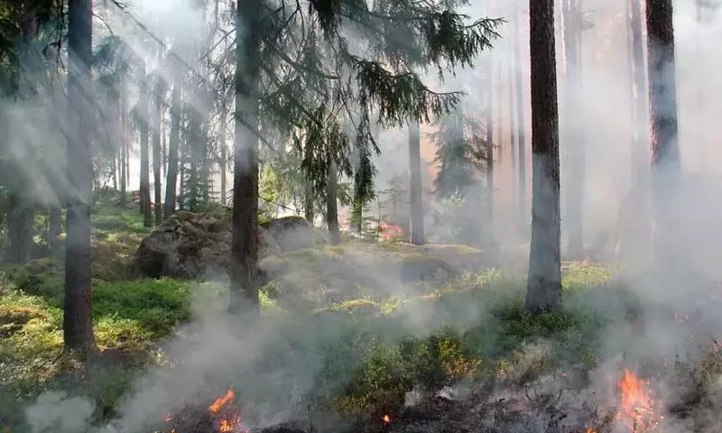 Incendios Forestales: Una Perspectiva Integral