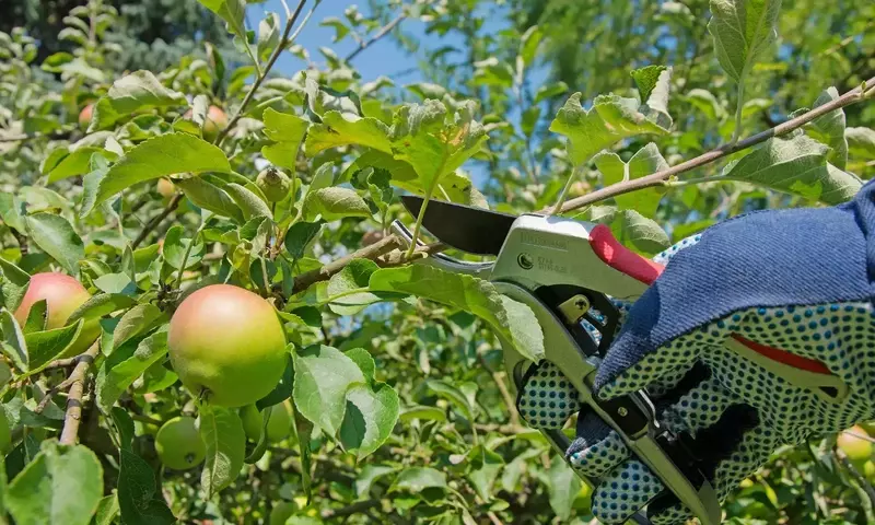 El Arte y la Ciencia de la Poda: Guía Completa para la Salud de tus Arbustos
