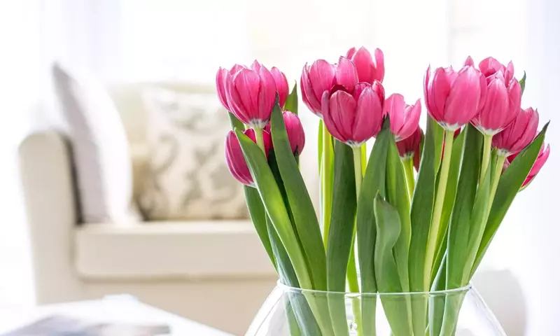 Guía Definitiva de Flores Estacionales y Combinaciones Cromáticas para un Jardín Vibrante Todo el Año
