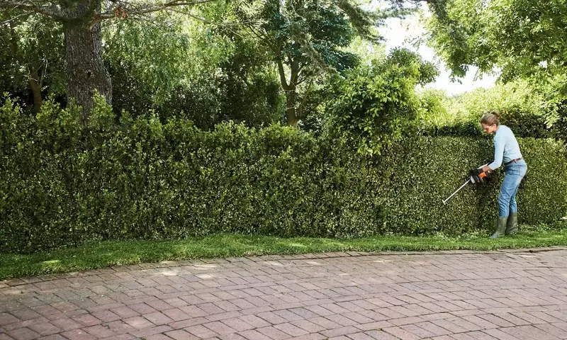 Cercas Verdes: Diseño y Estilo para Tu Jardín