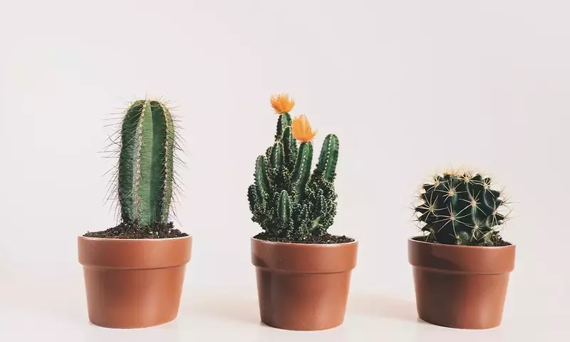 Creación de Oasis Verdes en Espacios Reducidos: Un Enfoque Minimalista