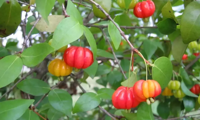 Pitanga: La Baya Multifacética con Poder Antioxidante y Beneficios Inesperados