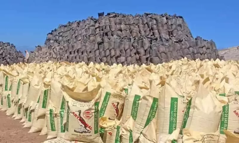 El Regreso del Guano de Islas: Fertilizante Natural Impulsa la Agricultura Peruana