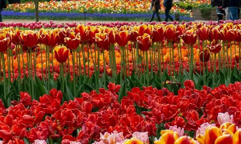 El Esplendor Floral de Holanda: Un Viaje a Través de sus Campos de Tulipanes