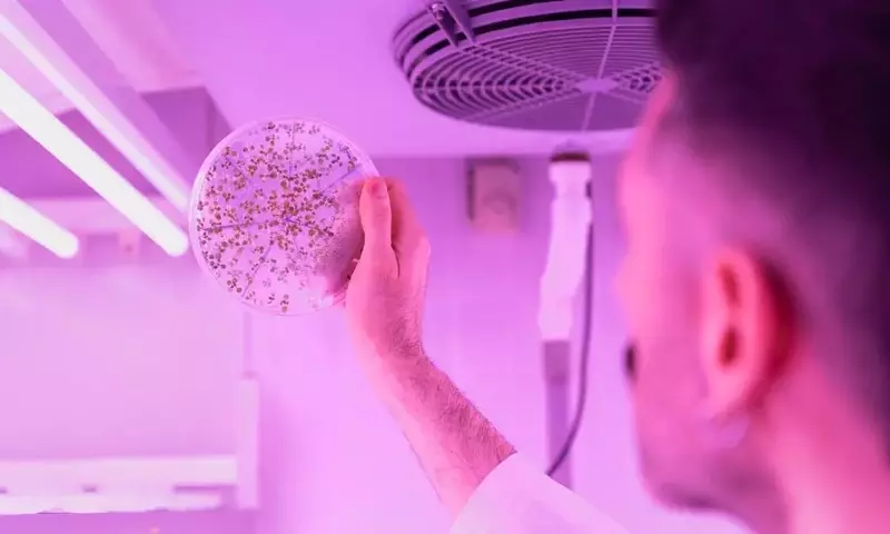 Descubrimiento Clave en la Formación Vascular de Plantas