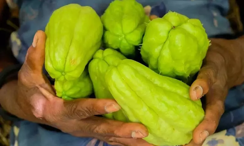 Beneficios Nutricionales y Usos Versátiles del Chayote: Un Análisis Completo