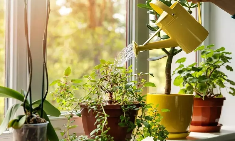 Manejo Eficiente del Agua en Jardines: Estrategias para un Consumo Consciente
