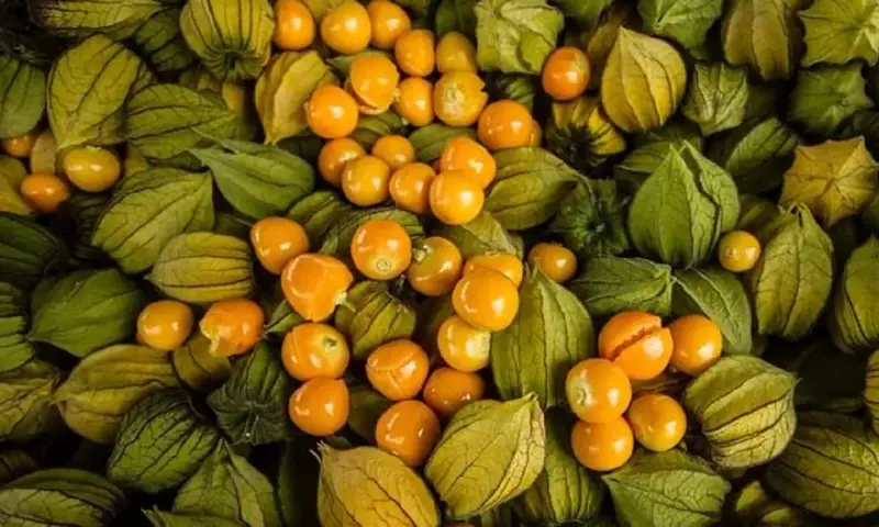 Uchuva: Un Superalimento Gourmet y su Salsa Agridulce para Carnes