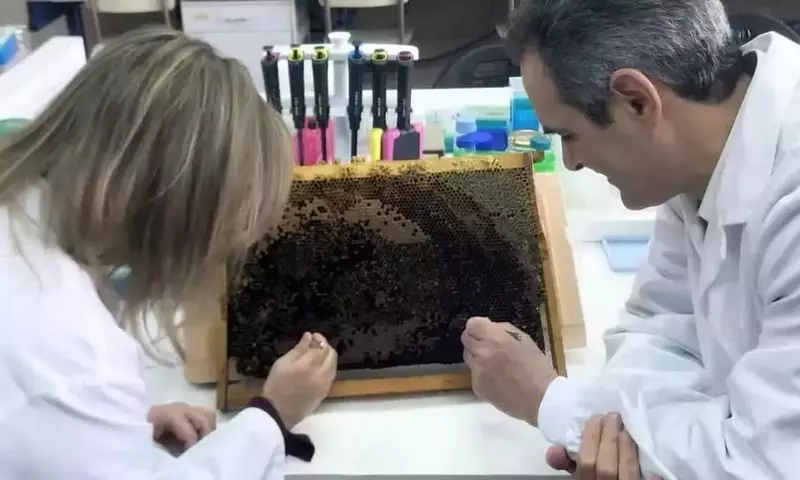 Innovación apícola: desarrollo de abejas con resistencia natural a parásitos en Galicia