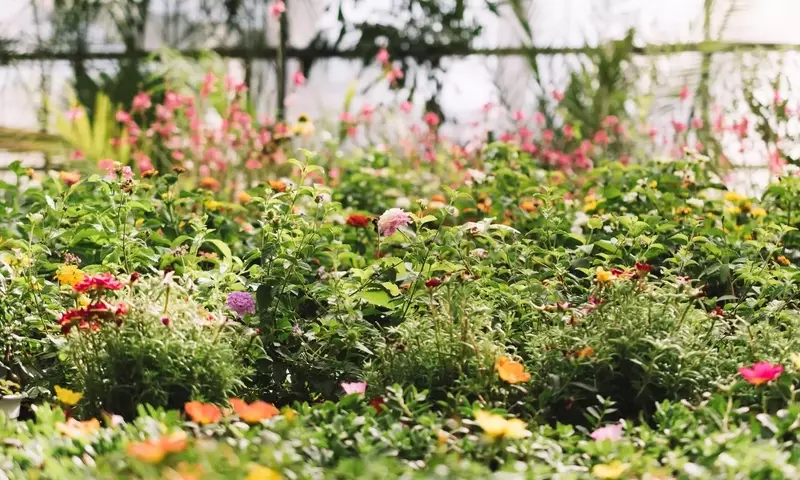 Embellezca Su Jardín Rápidamente: Plantas de Crecimiento Acelerado y Flores Espectaculares