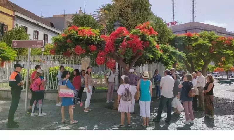 Descubriendo la Naturaleza Urbana de Santa Cruz de Tenerife: Rutas Guiadas por Árboles Emblemáticos