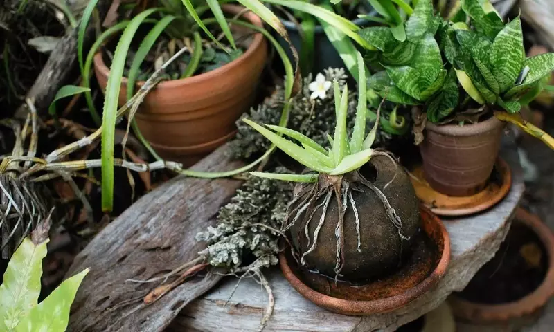Tu Jardín Refleja Tu Energía Personal: Lo Que Tus Plantas Revelan
