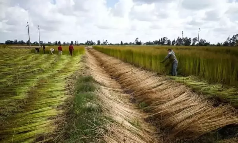 Adaptación Agrícola al Cambio Climático en Zonas Áridas: Un Nuevo Enfoque Productivo