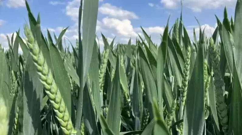 Estrategias Innovadoras para la Protección del Cultivo de Trigo: Optimizando la Sanidad y Reduciendo Costos
