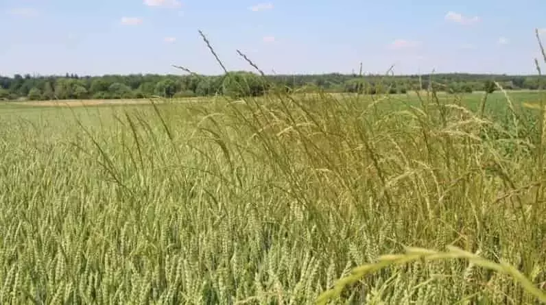 Innovadoras Tácticas para el Control de Malezas Resistentes en Cultivos de Cereales