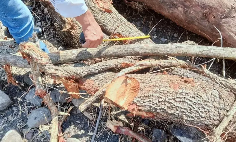 Autoridades clausuran terreno en Morelos tras tala ilegal de 52 árboles nativos para cultivo de agave