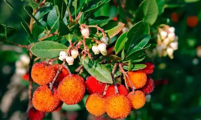 El Madroño: Un Tesoro Botánico de la Cultura Mediterránea