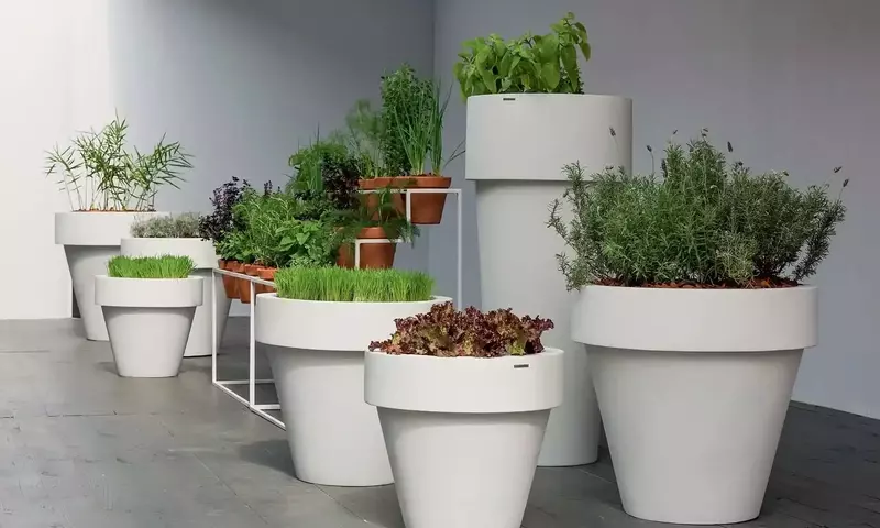Plantas Comestibles Decorativas: Uniendo Estética y Sabor en Tu Hogar