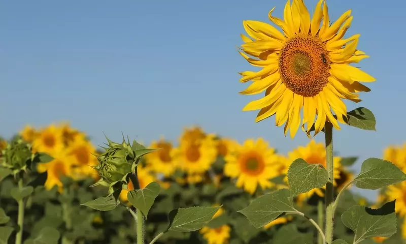Ucrania proyecta un aumento significativo en la cosecha de girasol para 2026, impactando el mercado europeo