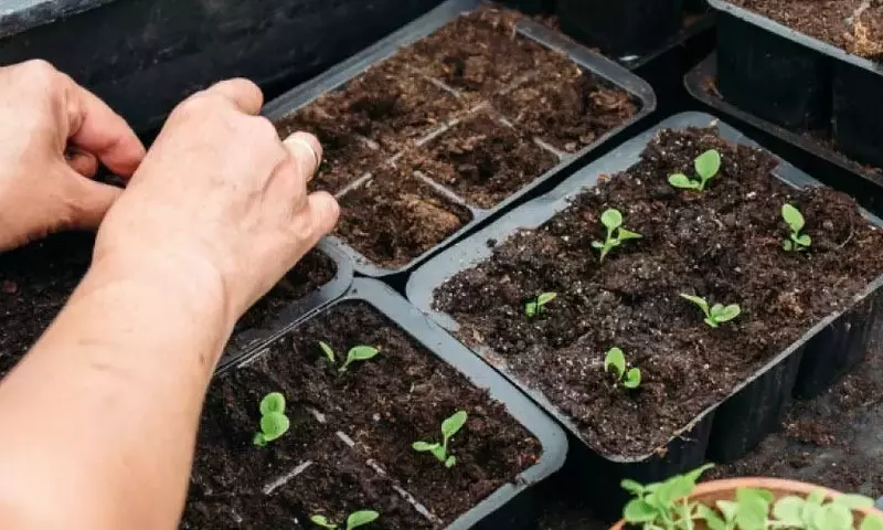 Revolucionando la Jardinería: Un Vistazo al Cultivo en 2030