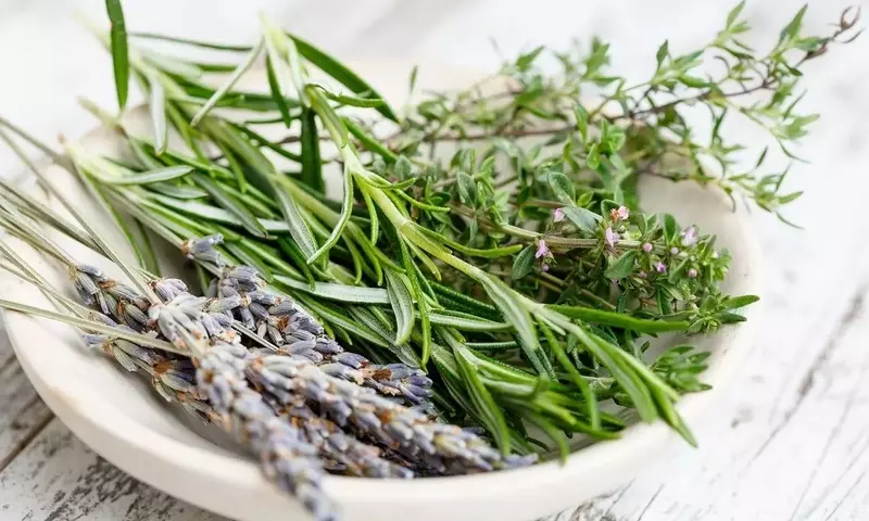 Conexión Diaria con la Naturaleza: Rituales de Bienestar en tu Jardín