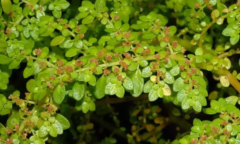 Guía Completa para el Cultivo y Cuidado de la Pilea microphylla: La Planta de la Amistad