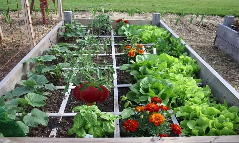 Microhuertos Urbanos: Cultivando Alimentos en Espacios Reducidos