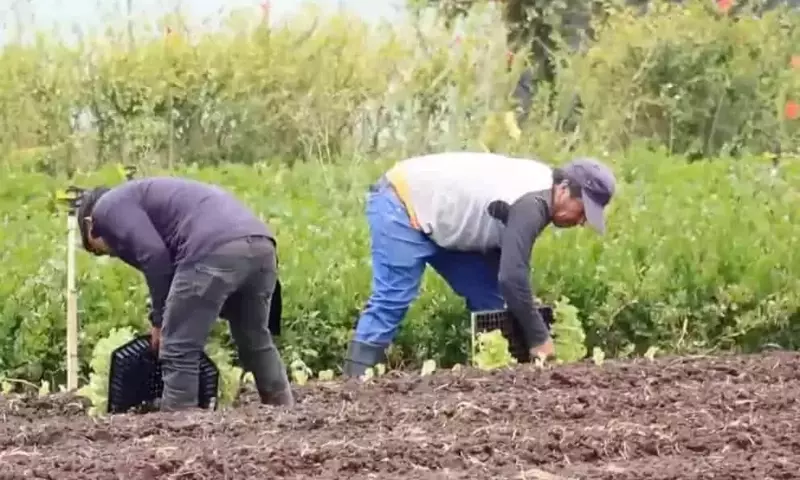 Inversiones Millonarias Impulsan la Transformación Agrícola en Cartago, Costa Rica