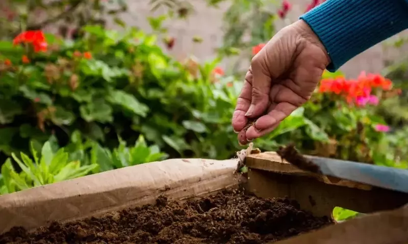 Cosecha en Casa: Aprovechando los Kits de Semillas de Otoño-Invierno