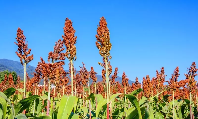 Diversidad Olvidada: El Potencial de Cultivos Tradicionales en el Huerto Casero