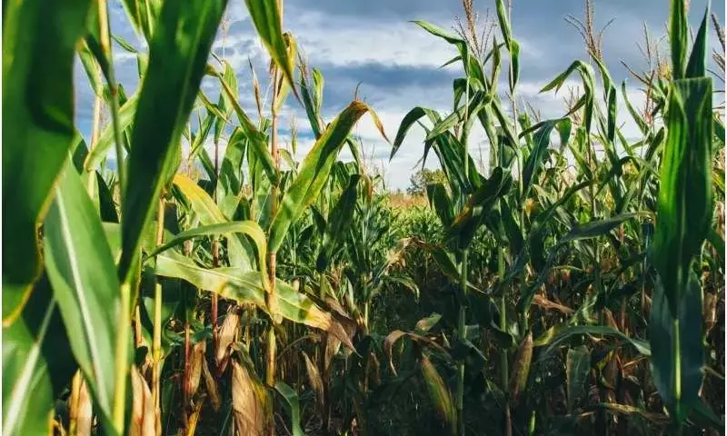 Agricultura Sostenible: Un Legado de 50 Años de Siembra Directa y sus Impactos Globales