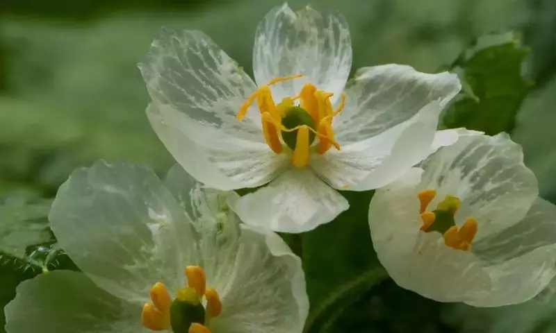 La Diphylleia grayi: Una Flor Transparente y su Cuidado Integral