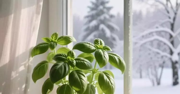 Cultivo de Albahaca: Evita estas Asociaciones para un Crecimiento Óptimo