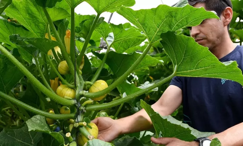 Reducción de Volumen, Incremento de Valor: La Nueva Estrategia Exportadora Española de Productos Hortofrutícolas