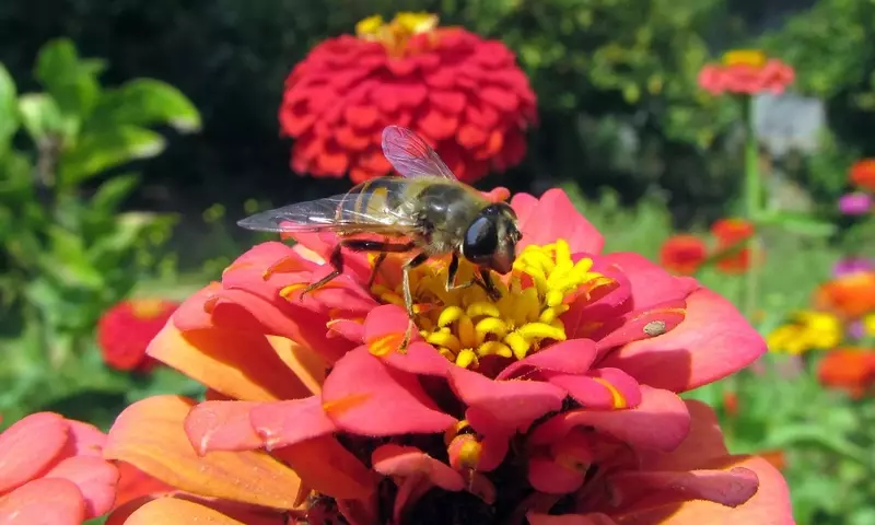 Insectos Amigos del Jardín: Cómo Atraer y Conservar la Biodiversidad Beneficiosa