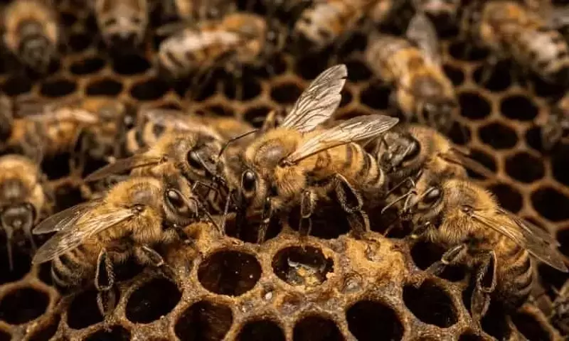 La Danza de las Abejas: Un Estudio Revela la Influencia de la Audiencia en la Precisión Comunicativa