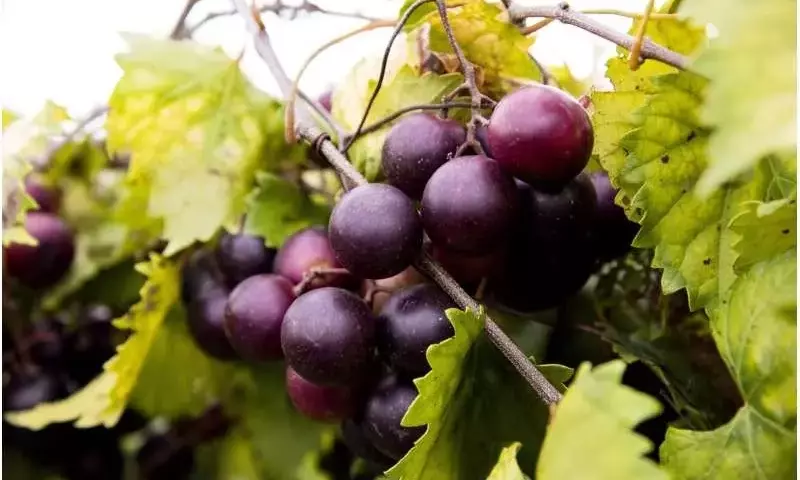 Avance Revolucionario: Marcadores Genéticos Impulsan el Desarrollo de Uvas sin Semillas