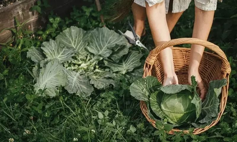 El Poder de las Plantas de Cobertura en Tu Jardín: Una Guía Completa