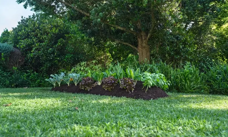 Cultivo Urbano: Construyendo tu Propio Huerto Elevado en Espacios Reducidos