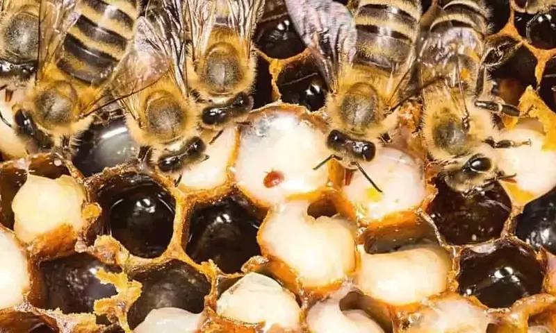 Estrategias Clave para el Control Sostenible de la Varroa en Colmenas