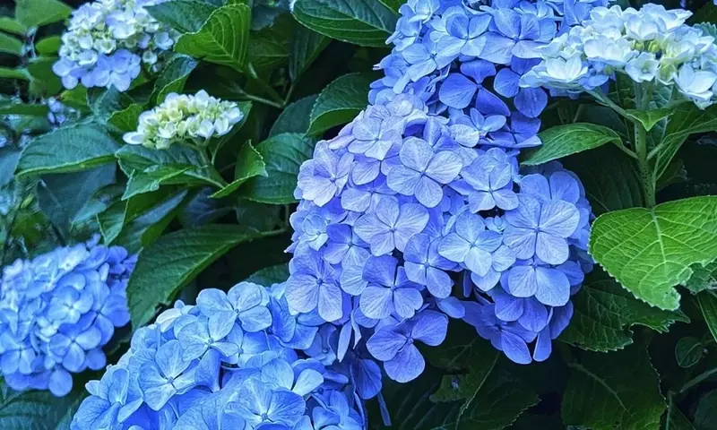 La Influencia del pH del Suelo en el Cromatismo de las Hortensias