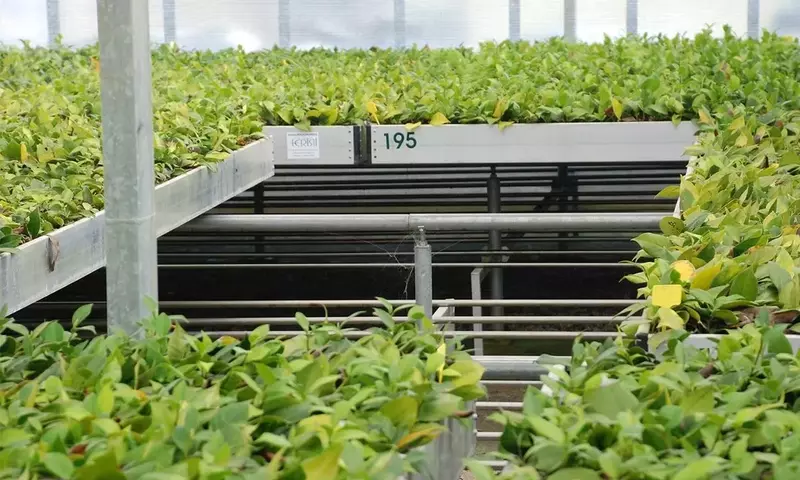Guía Completa para el Cultivo en Invernadero a Principios de Abril: Maximizando la Cosecha y Protegiendo tus Plantas