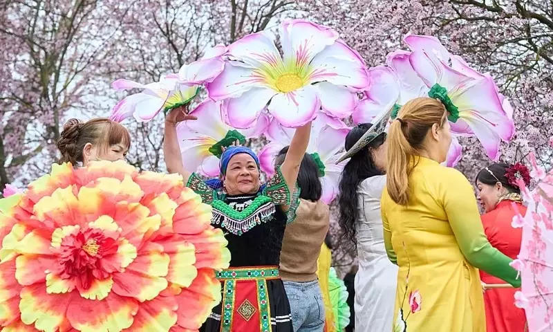 Celebración de la Primavera: El Festival de los Cerezos en Flor de Berlín