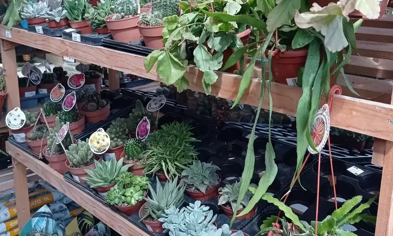 Creando Jardines Adaptables: Estrategias para un Entorno Verde Resistente al Clima