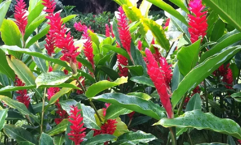 La Maravilla Oculta: Raíces de Jengibre "Colmena" y su Impacto Ecológico y Productivo