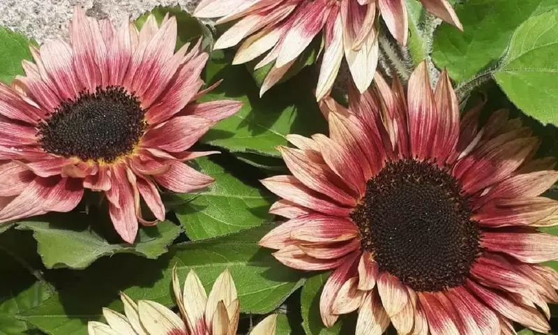 Guía Completa para el Cultivo Exitoso del Girasol Ruby Eclipse: El Sol Rojizo del Jardín