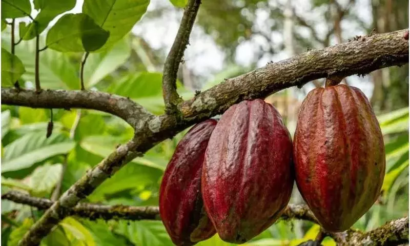 Hongos de Cactus Podrían Fortalecer al Cacao Contra la Sequía