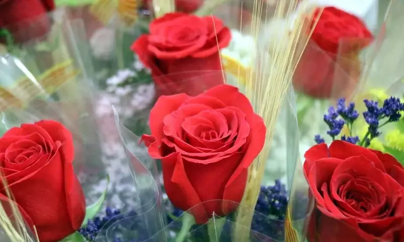 Sant Jordi: Siete millones de rosas teñirán de pasión Cataluña