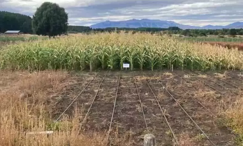 Maíz de ciclo corto: una revolución agrícola en la Patagonia